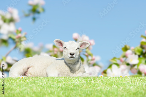 lamb lying on meadow in springtime