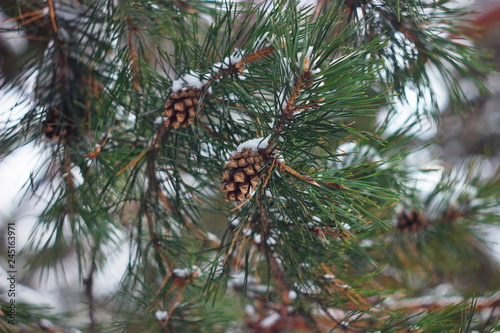 Pine cones on tree branches with pine needles. Bokeh background, selective focus.