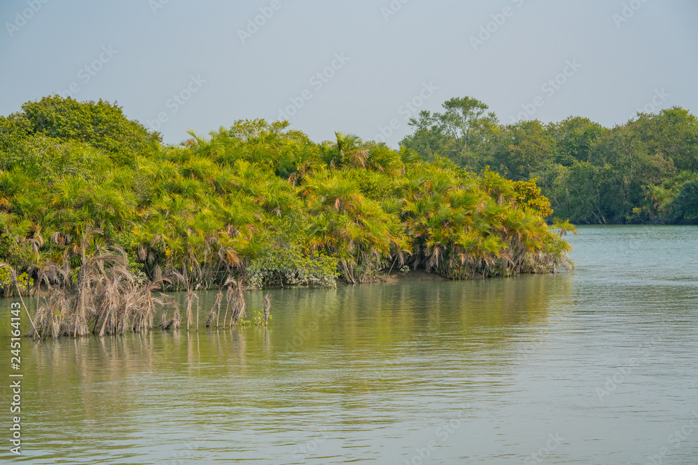 Mangrove plants in water at Sundarbans in India Stock Photo Adobe Stock