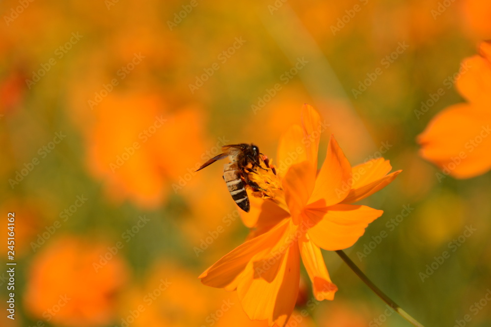 Macro photo of a bee close up, starburst flower summer yellow leaf field background grass flowers nature season garden park.