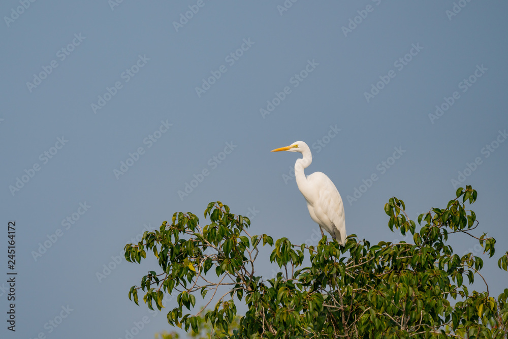 White egret on the top of a tree in India White egret on the top of a tree in India