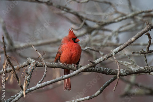 Northern Cardinal in Winter