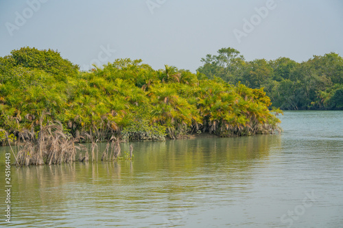 Mangrove plants in water at Sundarbans in India
