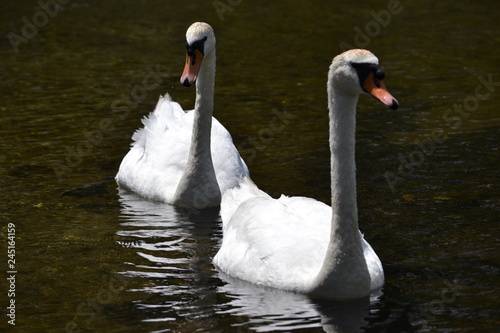 swan on lake