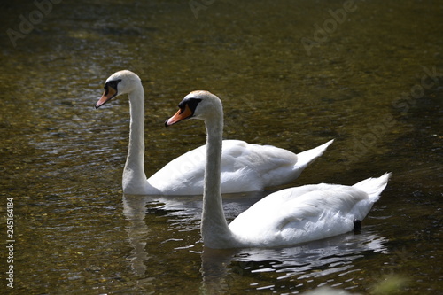 swan on lake