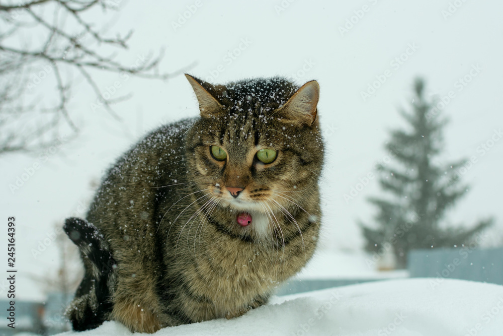 young cat sitting on a snowdrift on the background of a Christmas tree in the winter in the snowfall