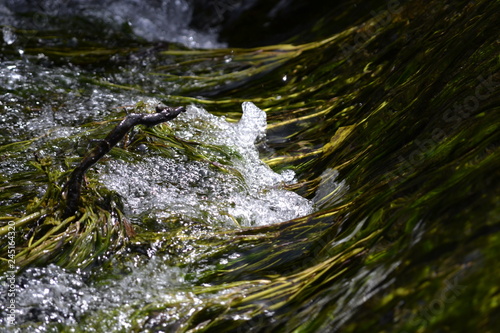 stream in forest