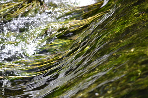 green grass and water