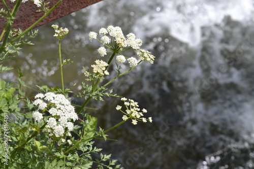 white flowers