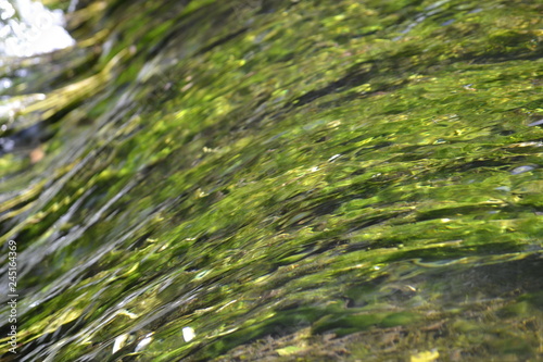 Green grass and water