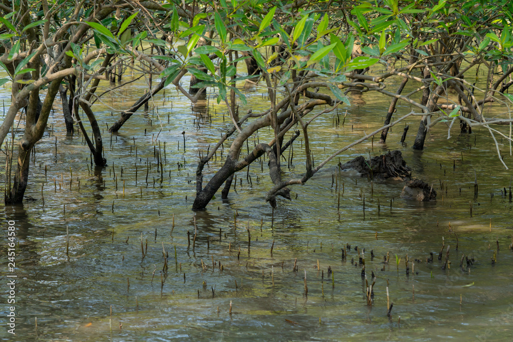 Obraz premium Submerged mangrove bushes in Sundarbans in India