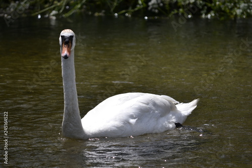 swan on lake