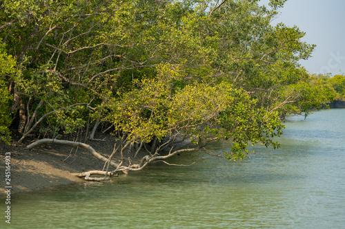 Mangroves hanging over the water in Sundarbans in India