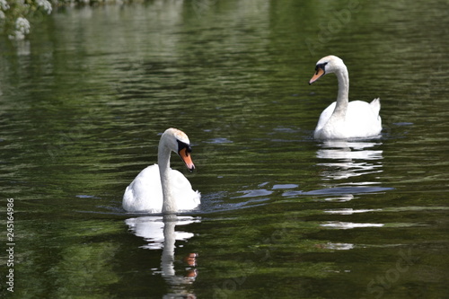 white swans on the lake