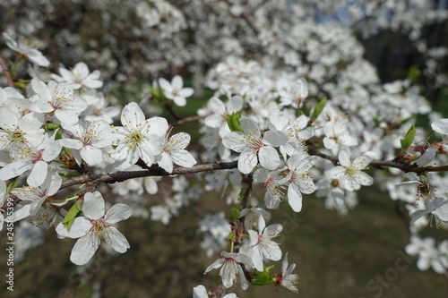 Cherry plum branches with lots of flowers in spring
