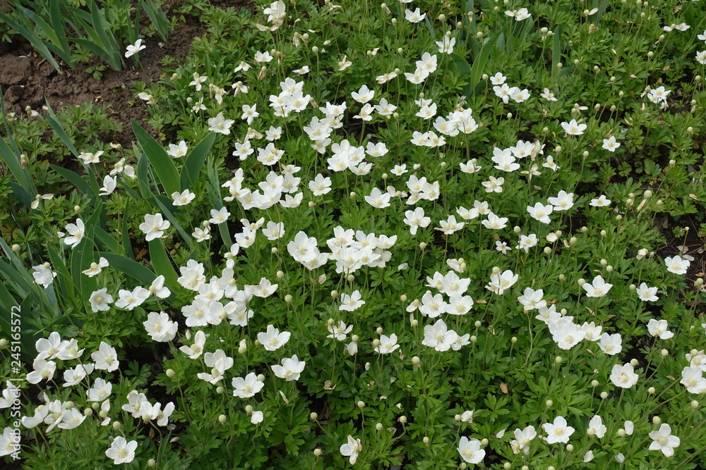 Plenty of white flowers of snowdrop anemones in spring Plenty of white flowers of snowdrop anemones in spring