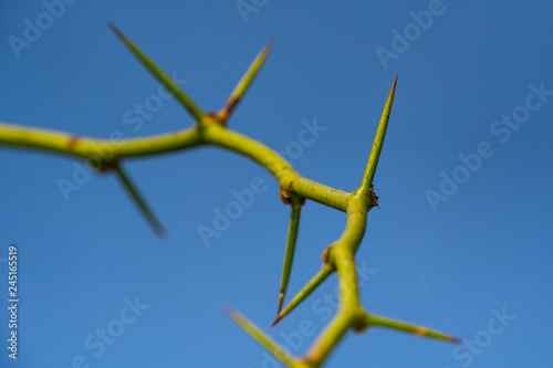 Large spikes on a green branch against a blue sky © Rus