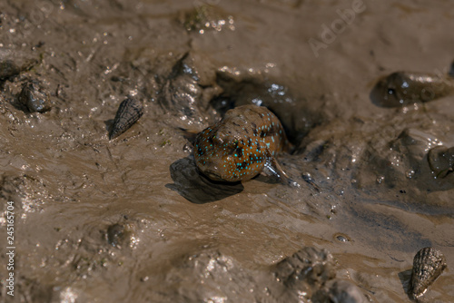 Mudskipper pokes out of a hole in the mud of Sundarbans in India