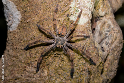 Big Spider on a tree in Sundarbans in India