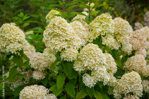Beautiful Hydrangea flower....