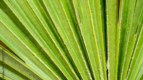 tropical leaf background or texture