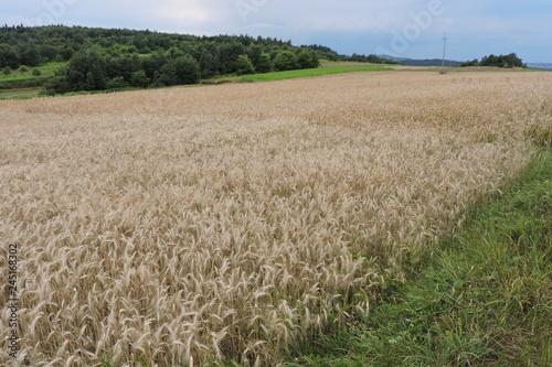 A field of ripe barley