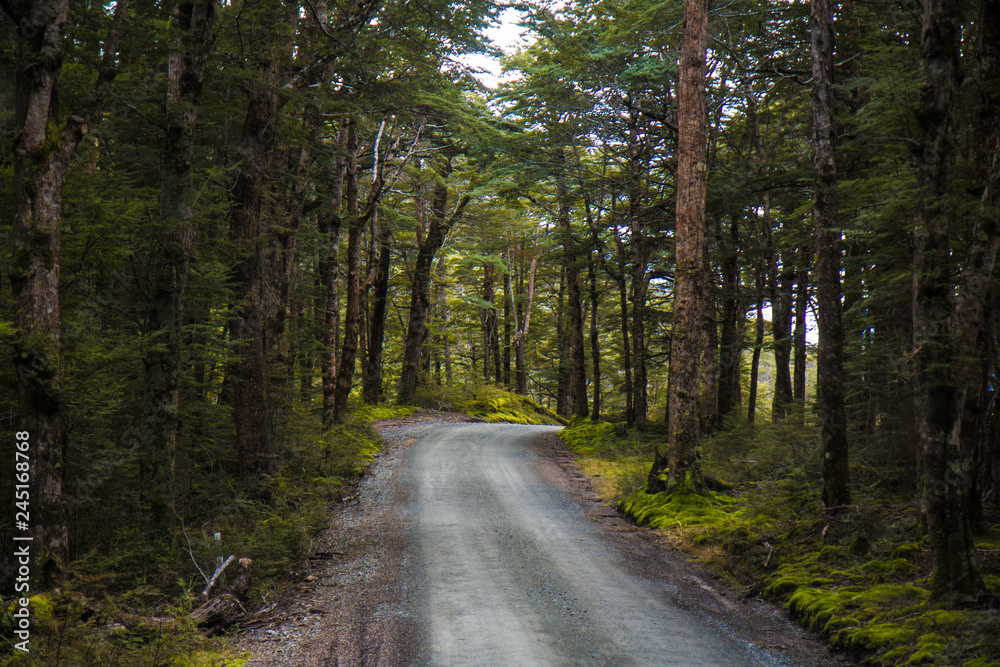 Fototapeta premium Road through Trees