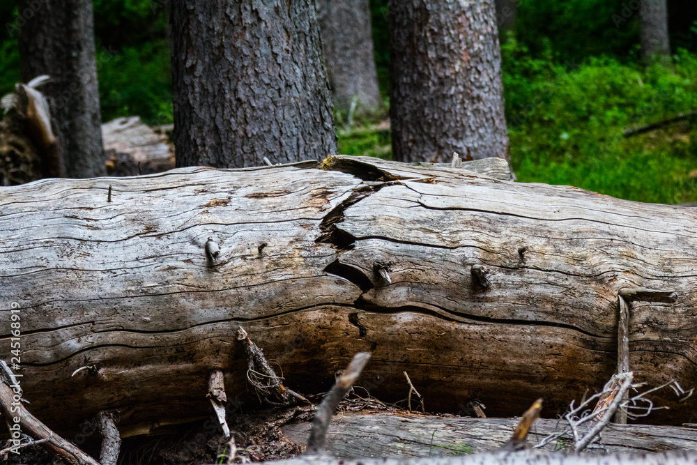 Cracked Tree Cracked Tree