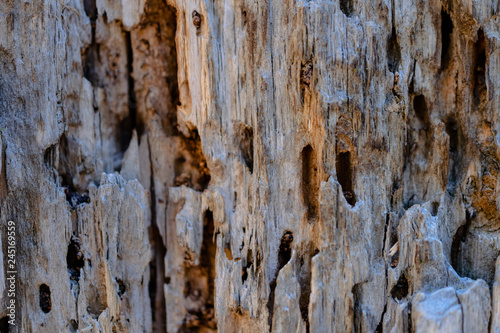 Nahaufnahme einer Baumrinde, Sequoia Park, Kalifornien, USA photo