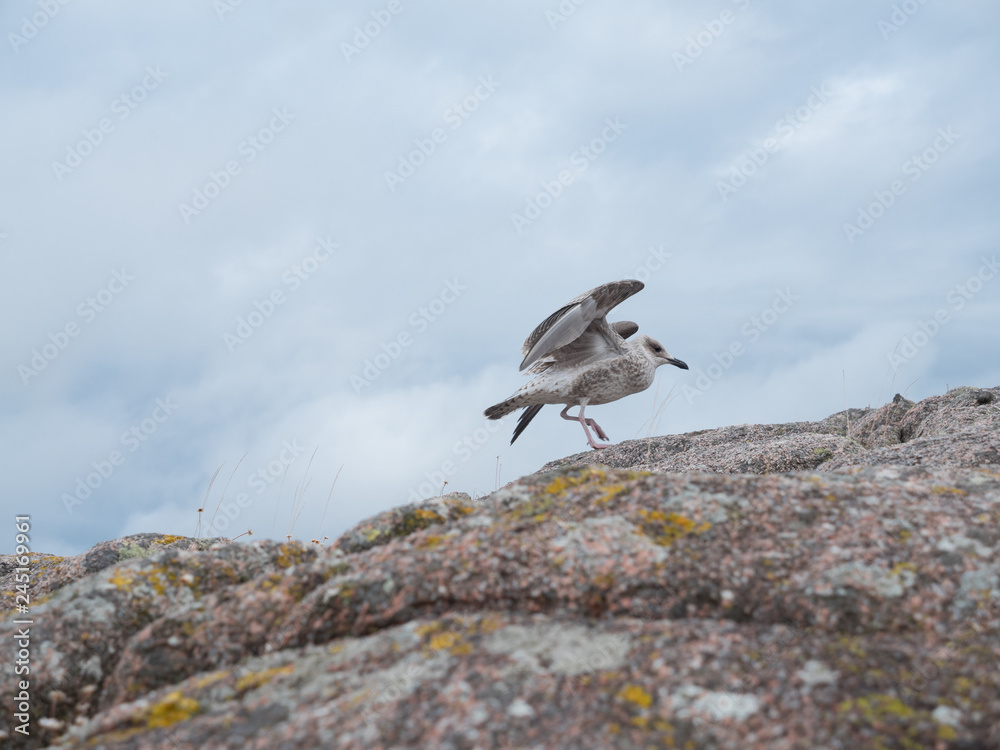 Herring gull lands on a coastal rock Herring gull lands on a coastal rock