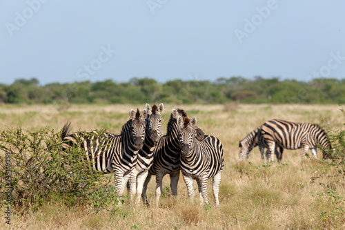 Plains zebra  Equus quagga  prev. Equus burchellii   aka common zebra  Burchell s zebra or quagga. North West Province. South Africa