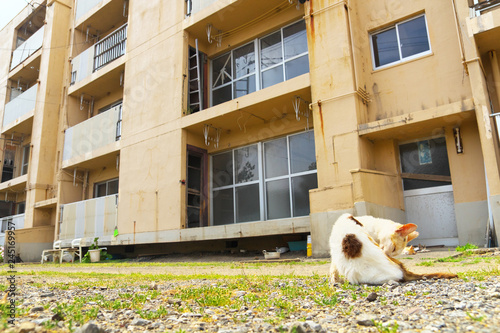 Ruined apartment building with a cat in Ikeshima, Nagasaki, Japan