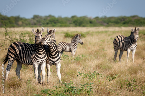 Plains zebra (Equus quagga, prev. Equus burchellii), aka common zebra, Burchell's zebra or quagga. North West Province. South Africa photo