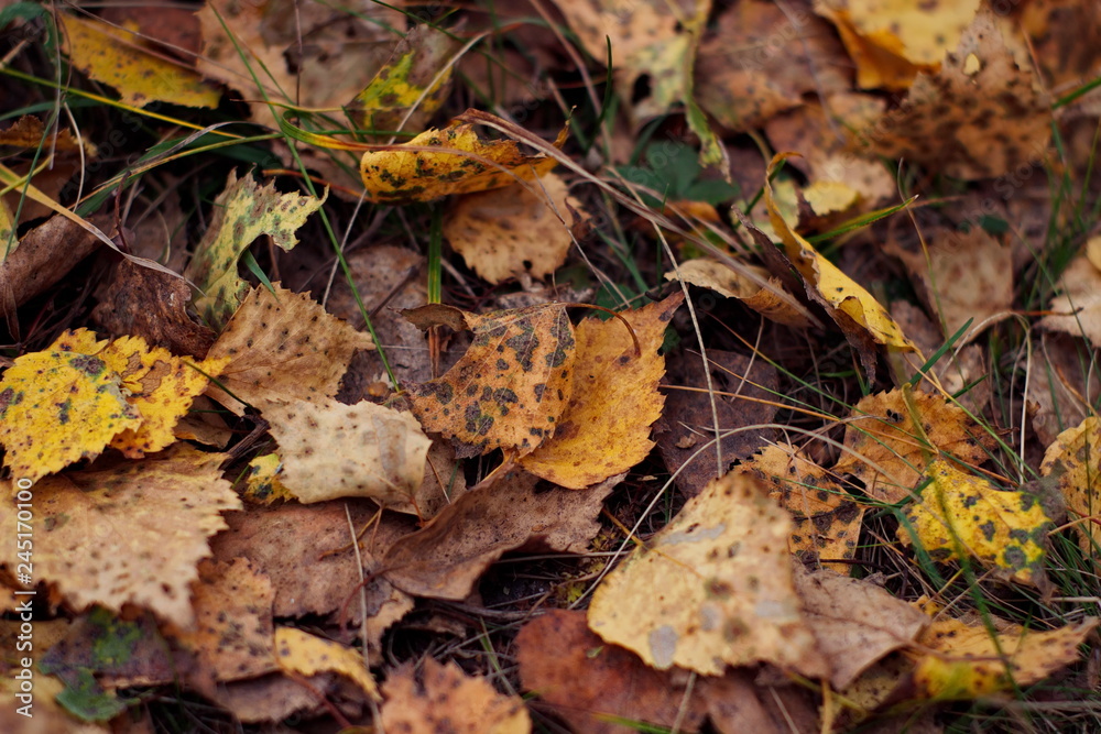 Dry birch leaves on the ground. Close-up view from above of dead leaves, covering the ground in autumn forest at fall season.