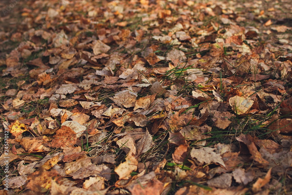 Dry birch leaves on the ground. Close-up view from above of dead leaves, covering the ground in autumn forest at fall season.