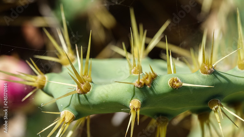 Thorns on a cactus.