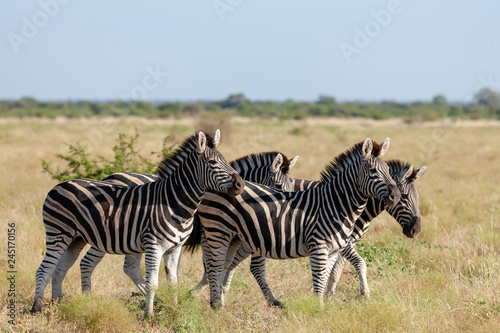 Plains zebra  Equus quagga  prev. Equus burchellii   aka common zebra  Burchell s zebra or quagga. North West Province. South Africa