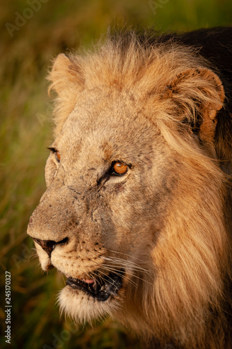 Fototapeta Naklejka Na Ścianę i Meble -  Lion (Panthera leo). North West Province. South Africa