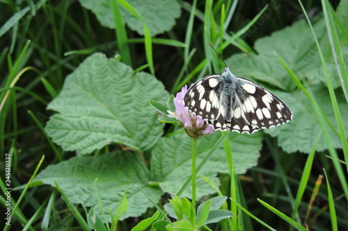 A black and white butterfly with open wings on a red clover, the marbled white photo