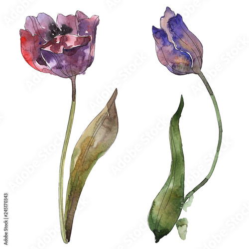 Purple tulip floral botanical flower. Watercolor background illustration set. Isolated tulip illustration element. photo