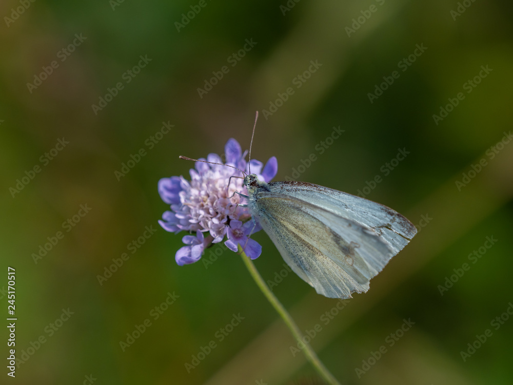 Small White Butterfly on Scabious Flower Small White Butterfly on Scabious Flower