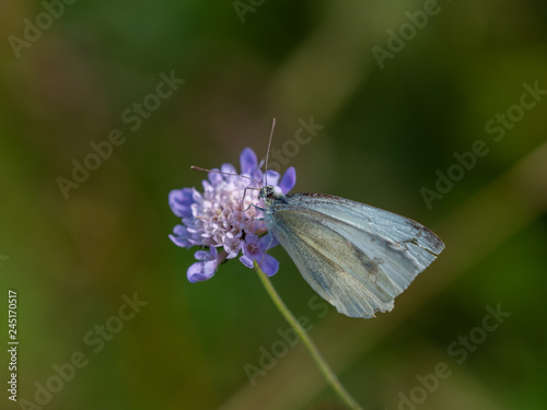 Small White Butterfly on Scabious Flower