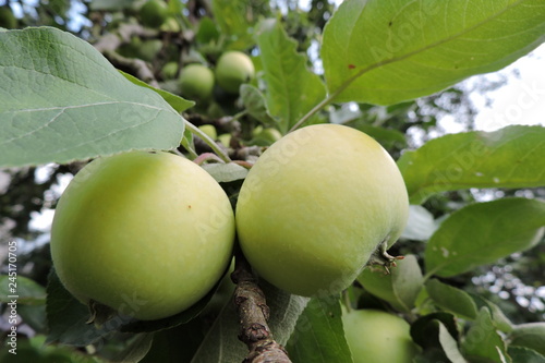 Yellow and green apples ripening on an apple tree branch