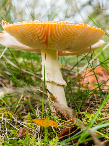 Gills of a fly agaric mushroom on forest floor