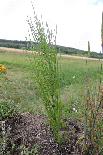 The field horsetail, common horsetail