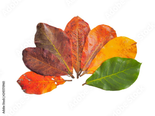 many leaves of tropical almond tree with many color on white background. photo