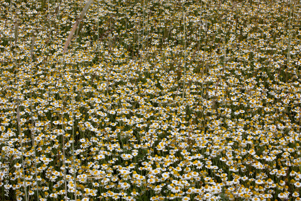 Viele Kamille Blumen blühen auf einer Wiese Viele Kamille Blumen blühen auf einer Wiese