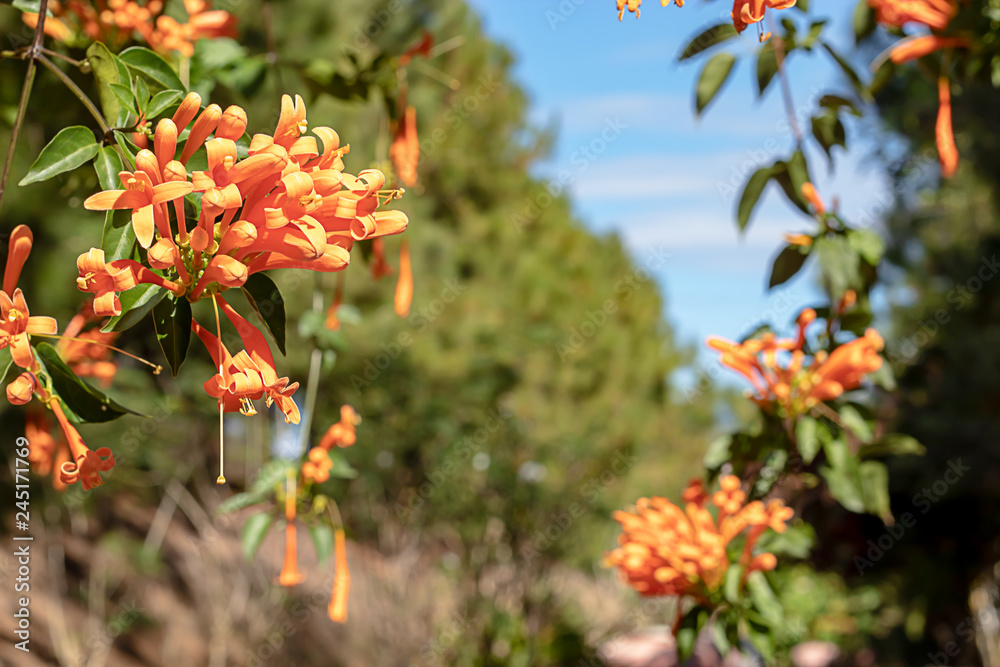 Beautiful orange flowers or Pyrostegia venusta in garden Beautiful orange flowers or Pyrostegia venusta in garden