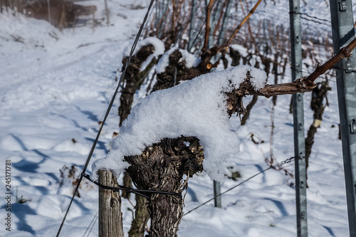 Weinberge Reben Winter