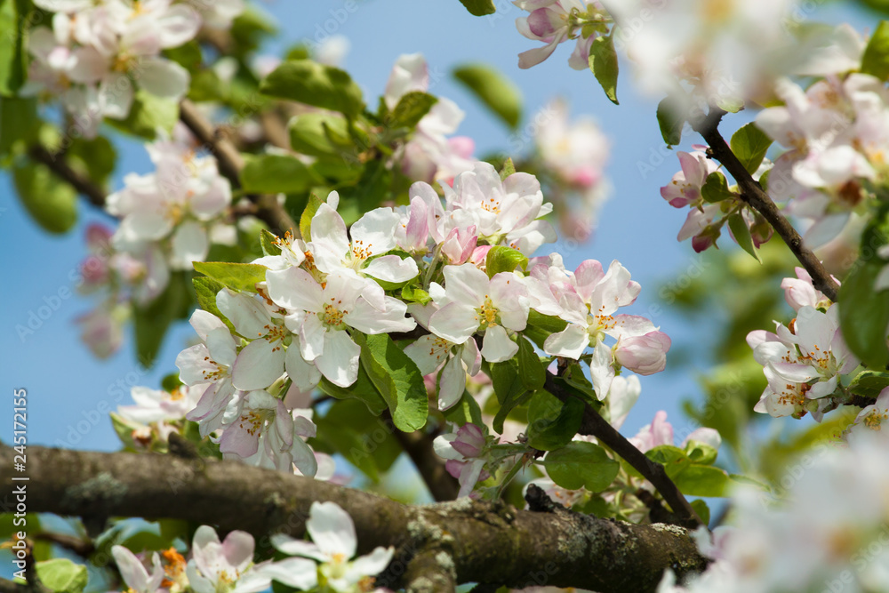 Obraz premium blooming Apple tree
